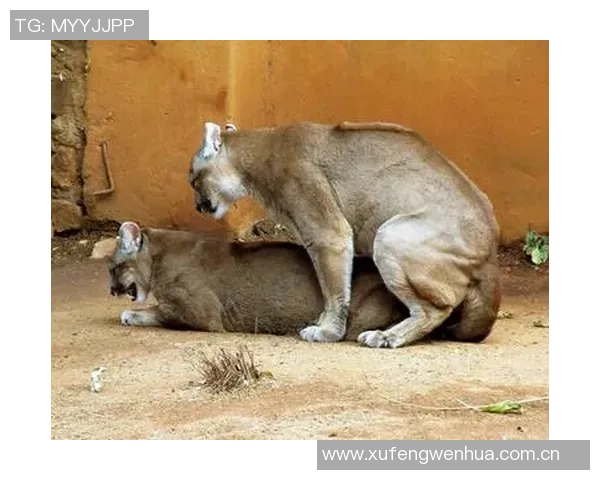 费尔明独特比喻展现队友风采特狮领袖卡萨多比特犬亚马尔最佳